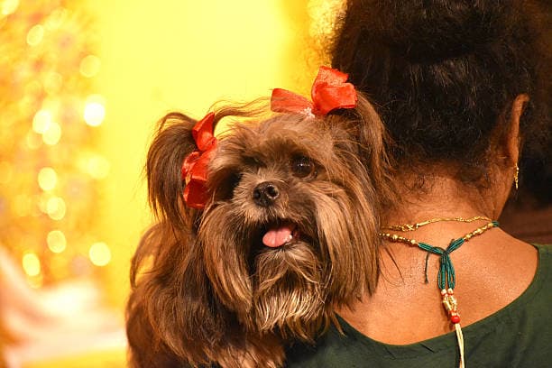 Radha Kulkarni, Mumbai's pet